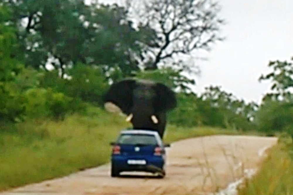 elephant attack car